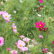 Load image into Gallery viewer, Greeting Card | Happy Birthday With Flower Seeds
