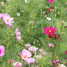 Load image into Gallery viewer, Greeting Card | Happy Mother's Day With Flower Seeds